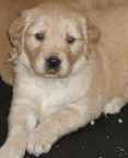 guide dog puppy - Golden Retriever 